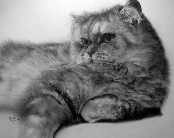 10 Cute Cat Drawings Showcase 2017