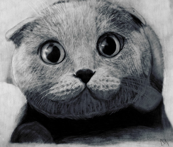 10 Cute Cat Drawings Showcase 2017