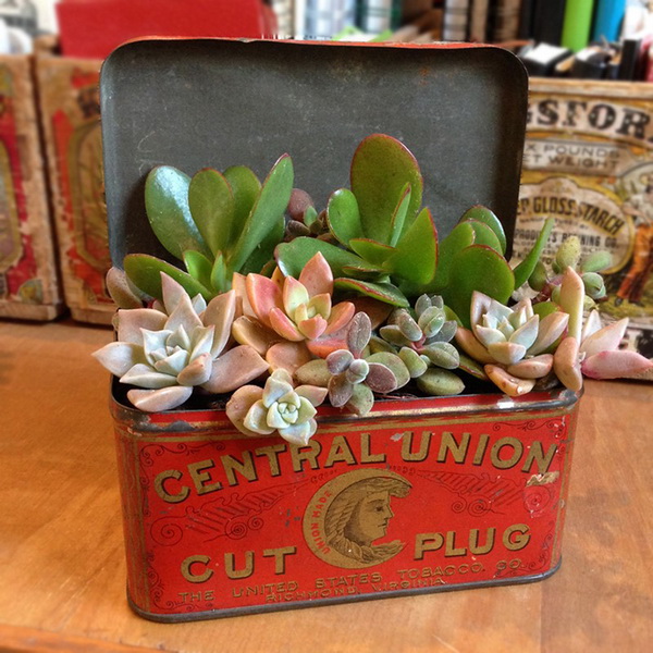 Pretty Succulents In Vintage Tin. 