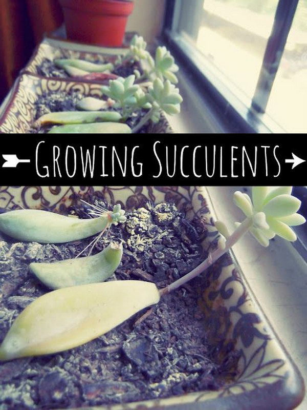 How to Grow Succulents. 