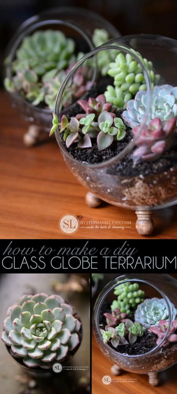 DIY Glass Globe Succulent Terrariums . 