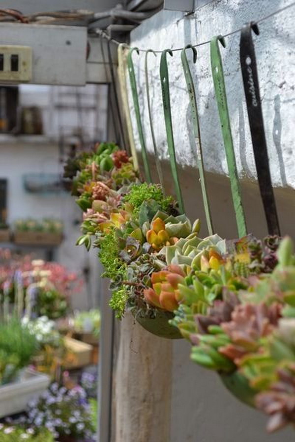 Display Succulents in Soup Ladels. 
