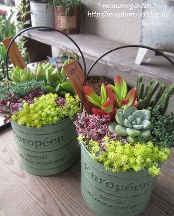 Buckets of Succulents. 