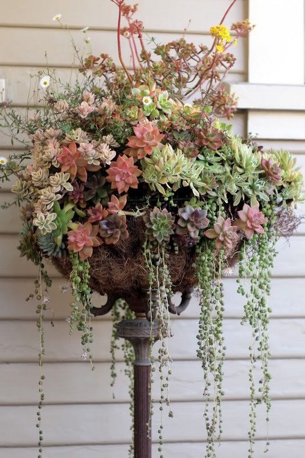 Succulents In An Old Floor Lamp. 