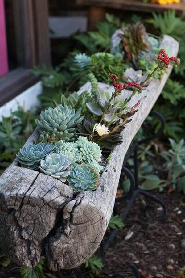 Old Tree Log Turned into a Succulent Garden. 