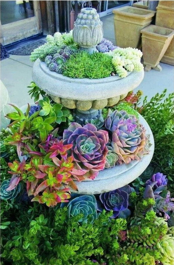 Fountain with Succulents Planted Instead of Water. 