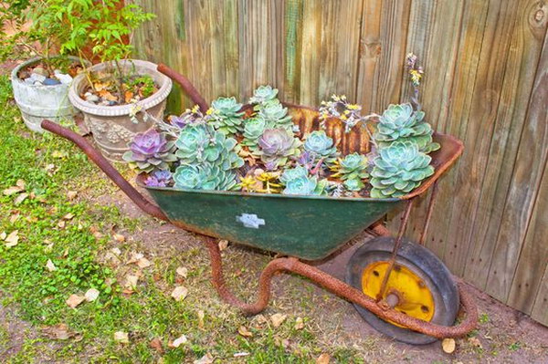 Wheelbarrow Planted With Succulents. 