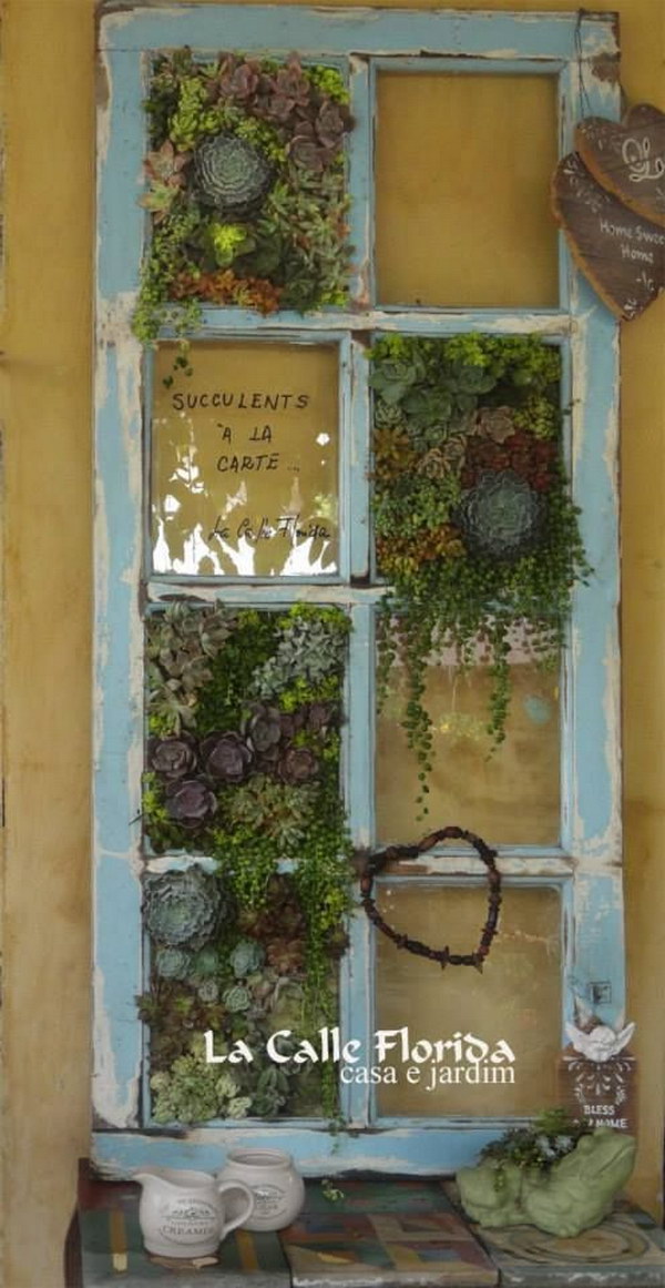 Succulents And Old Windows. 
