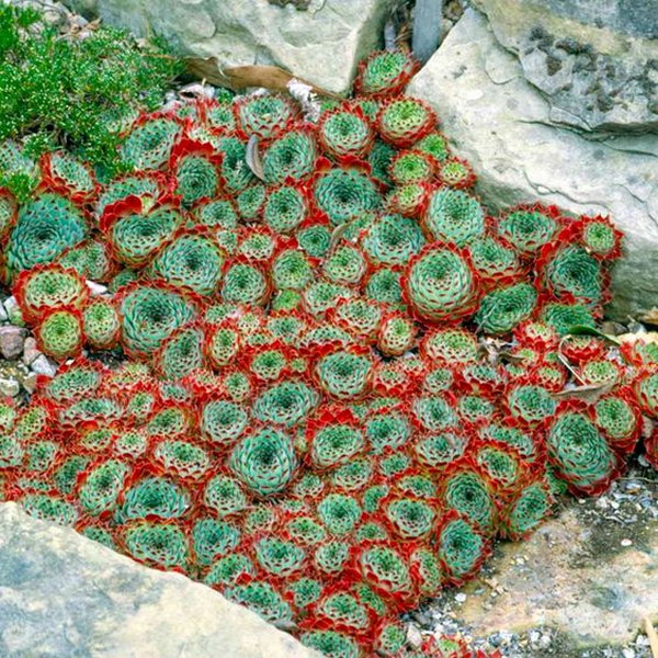 Create a mosaic made from succulents along side a pathway or for the planter under the a window Succulent edging. 