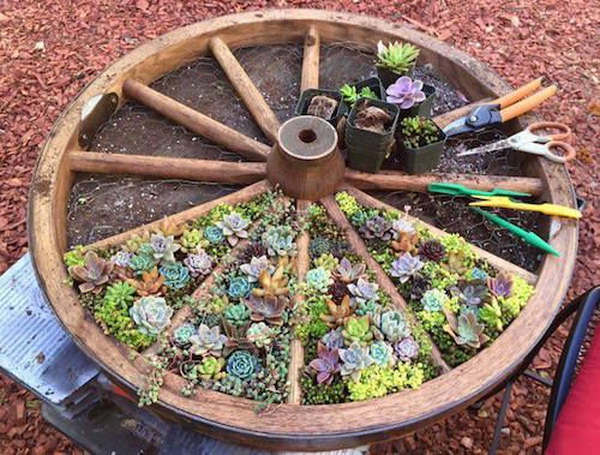 Recycled Wagon Wheel Succulent Garden. 