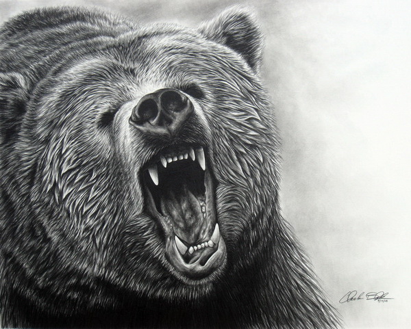 bear drawing 2