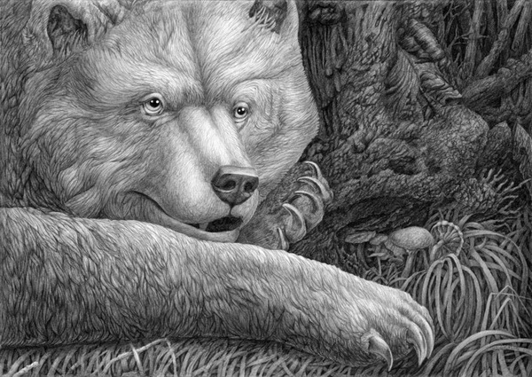 bear drawing 5