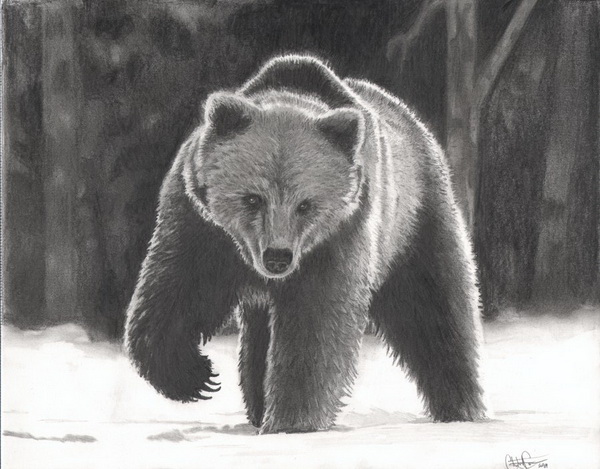 bear drawing 8