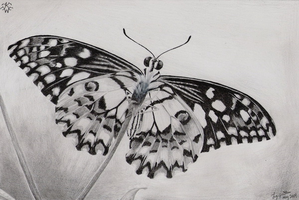 10+ Beautiful Butterfly Drawings for Inspiration 2017