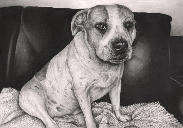 dog drawing 3