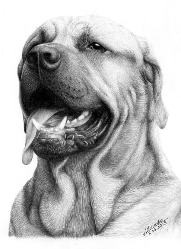 10 Lovely Dog Drawings for Inspiration 2017