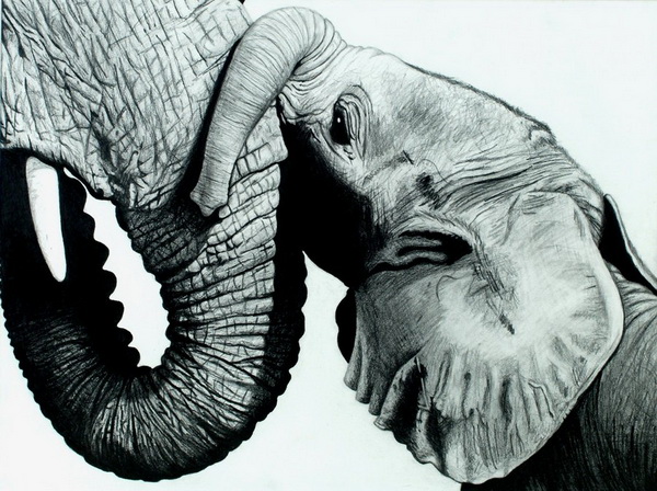 elephant drawing 10
