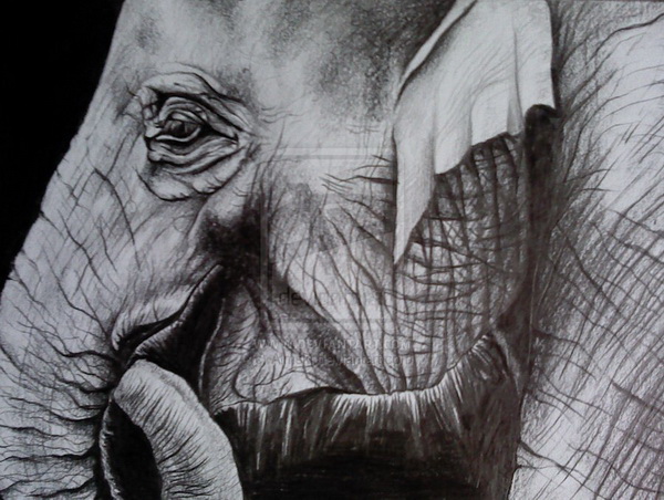 elephant drawing 11