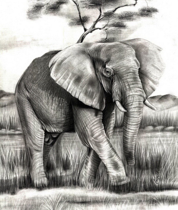 elephant drawing 3