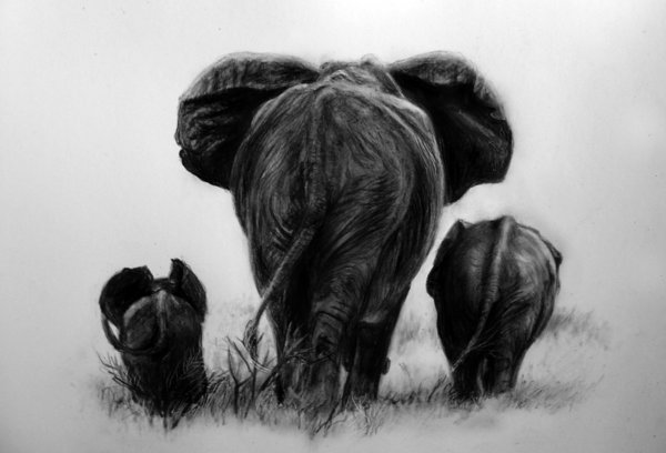 elephant drawing 6