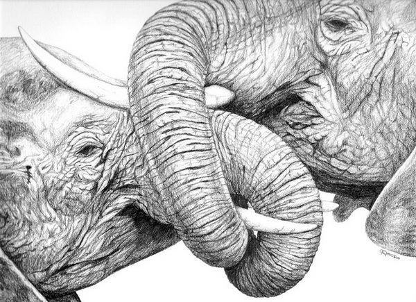 elephant drawing 9