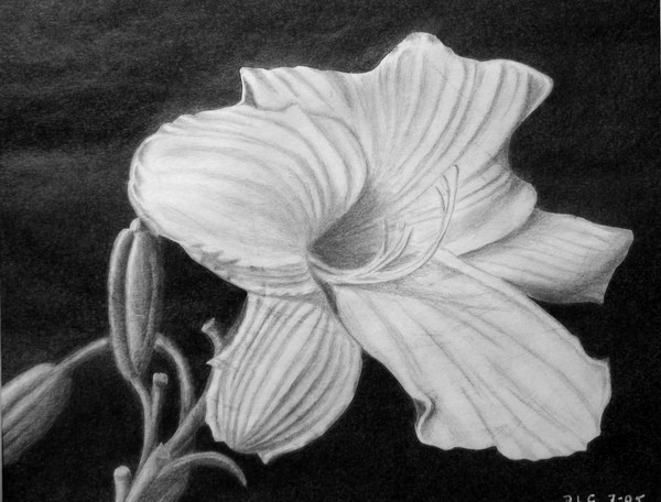flower drawing 7