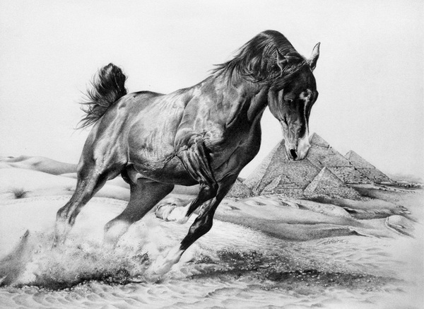 horse drawing 1