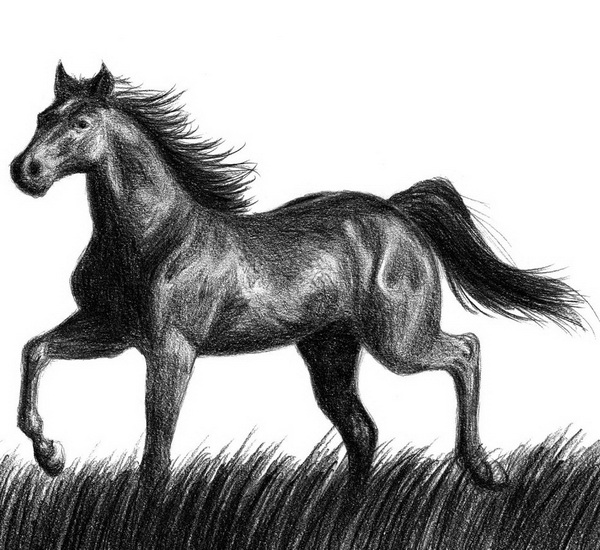 10+ Cool Horse Drawings for Inspiration 2017