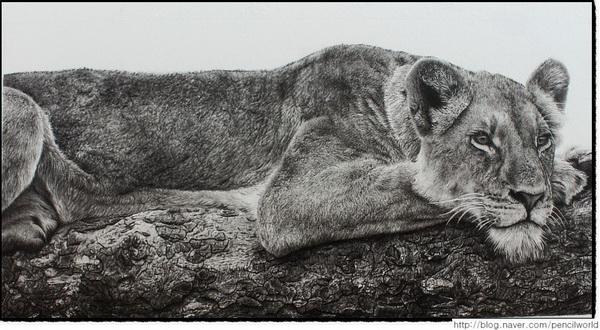 lion drawing 10
