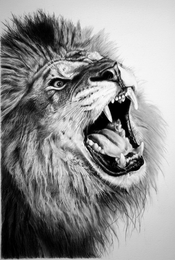 10 Cool Lion Drawings for Inspiration 2017