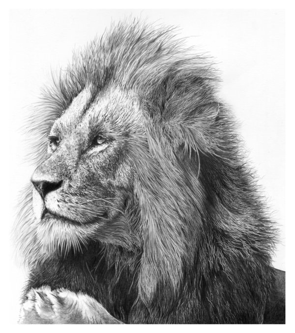 lion drawing 5