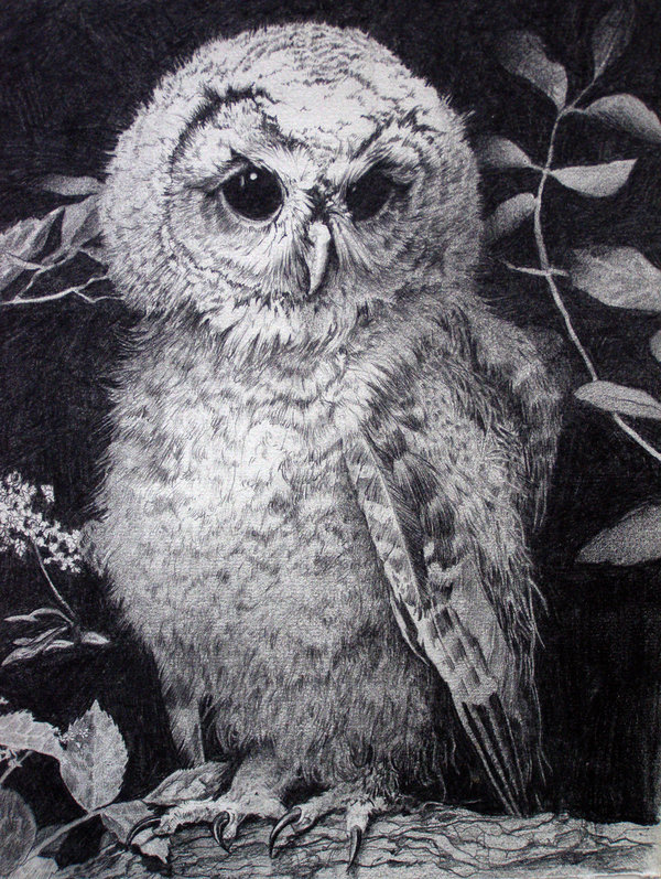 owl drawing 1