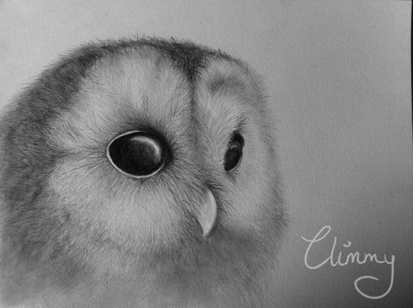 owl drawing 11