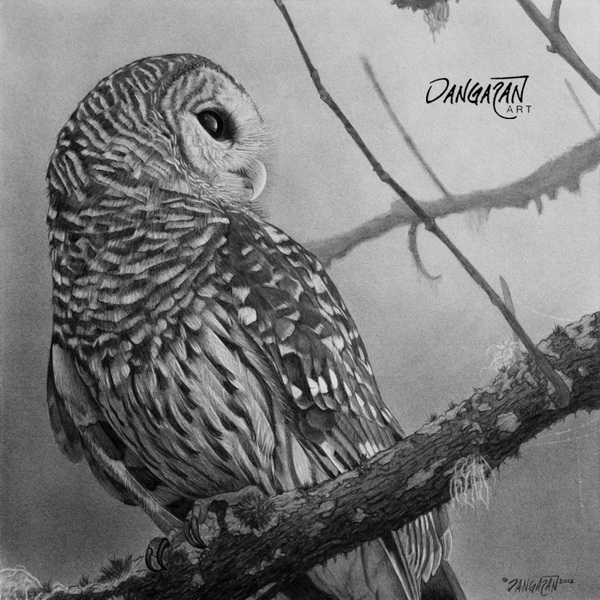 10+ Clever Owl Drawings for Inspiration 2017