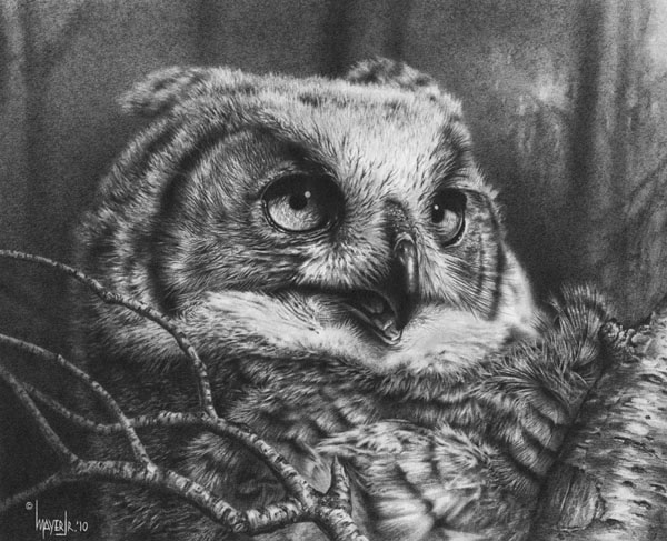 owl drawing 6