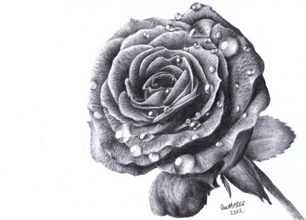 rose drawing 10