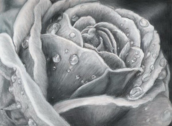 rose drawing 11