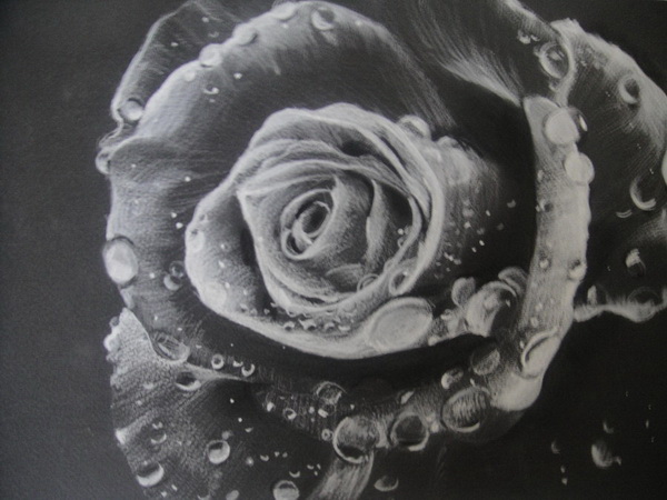 rose drawing 3