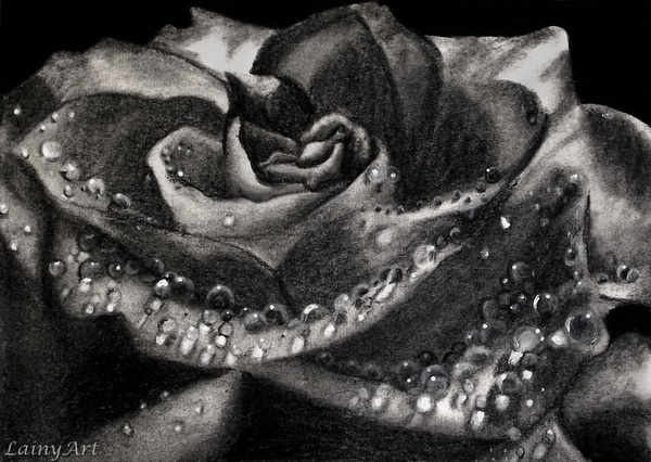 rose drawing 5