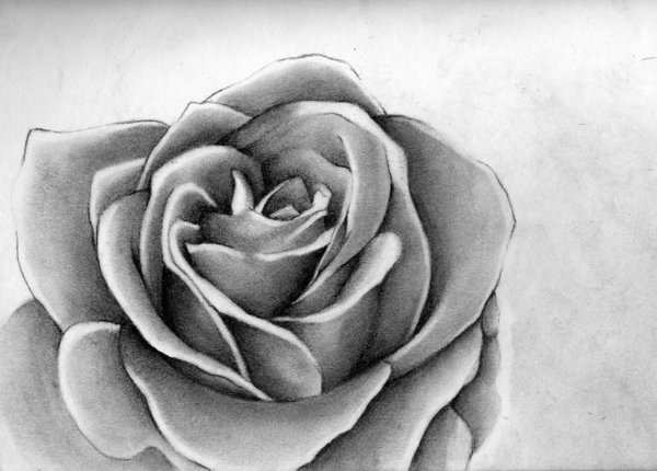 10 Beautiful Rose Drawings for Inspiration 2017