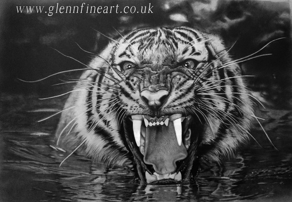 tiger drawing 10