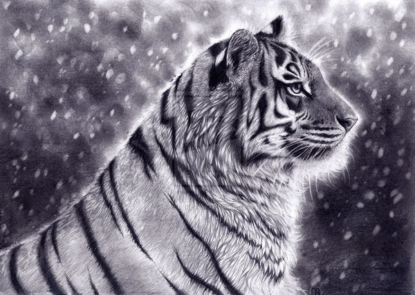 tiger drawing 6