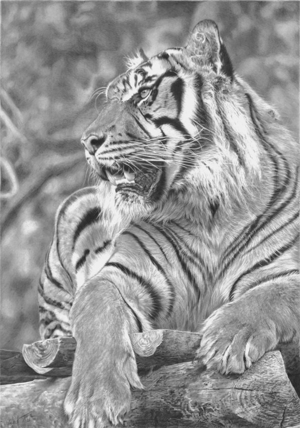 to jungle draw how animals for Drawings Cool 2017 10 Inspiration Tiger