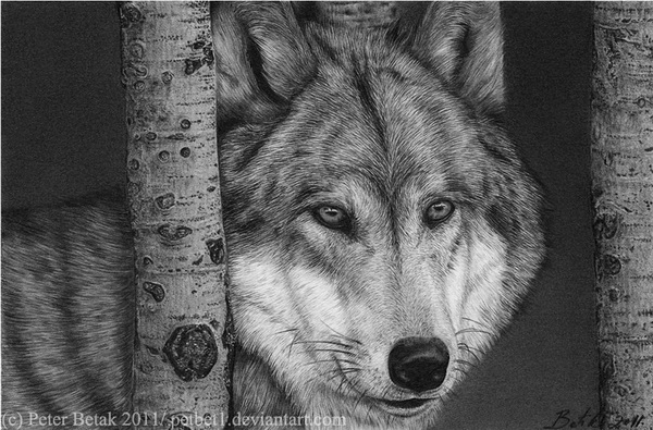 10 Cool Wolf Drawings For Inspiration 2017