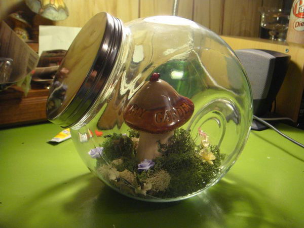 terrarium for faeries 30