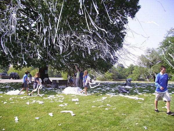 22 toilet paper on trees