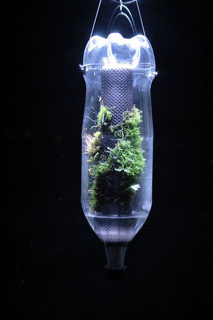 Micro Vivarium. It was made of a 2 liter PET bottle and and a Hygrolon stick. 