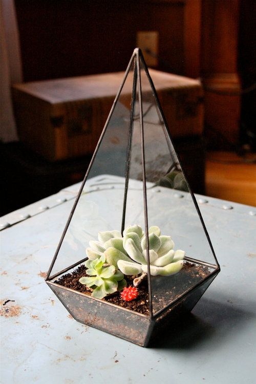Pyramid Terrarium. 