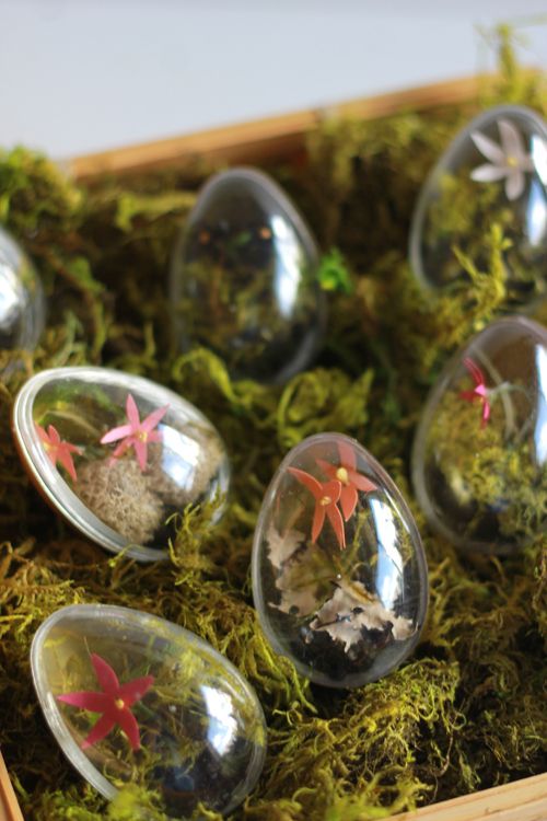 Easter Egg Terrariums. 
