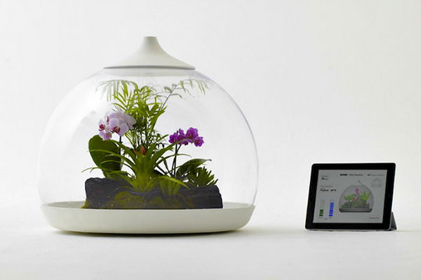 Smart Terrarium Controlled by iPad. 